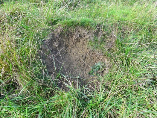 Huge Yellow Meadow Ant (Lasius flavus) mound in Somerset