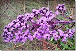Little Purple flowers
