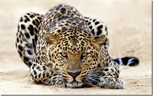 leopard_staring-1920x1200