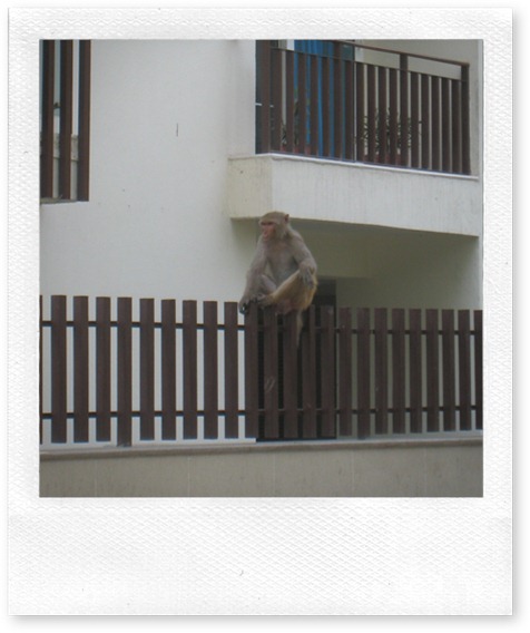 Urban monkey - just chillin' on someone's fence.