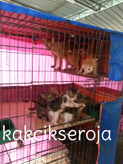 KAKCIK SEROJA: Pusat Perlindungan Kucing Putrajaya