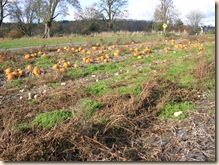 Pumpkin wasteland