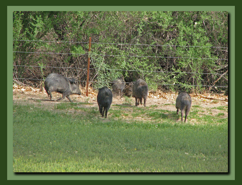 Escape of the peccary pack