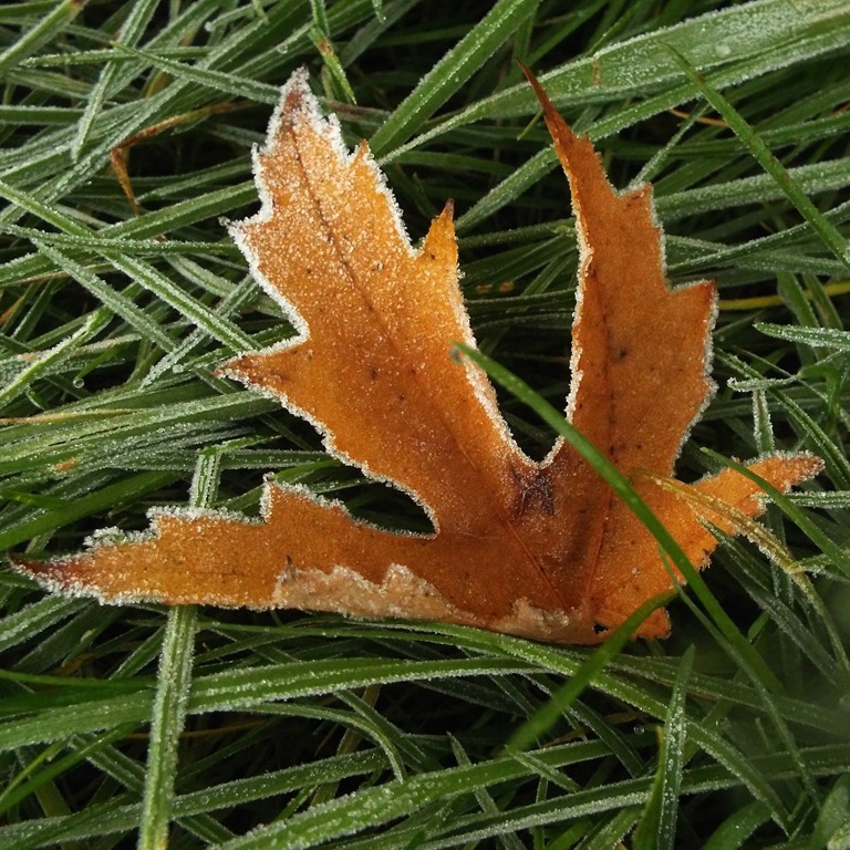 [frosted-maple-leaf3.jpg]