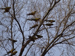 Parrots in the trees!
