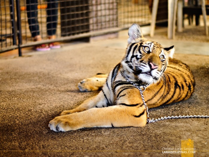 Tiger Cub at Subic's Zoobic Safari
