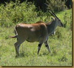 Masai mara - Eland