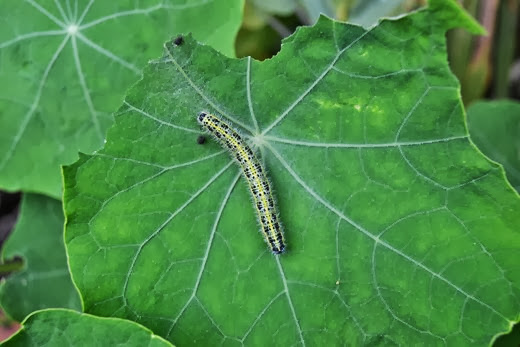 Catterpillar of the Cabbage White - Large White - English Fairy - Pieris brassicae