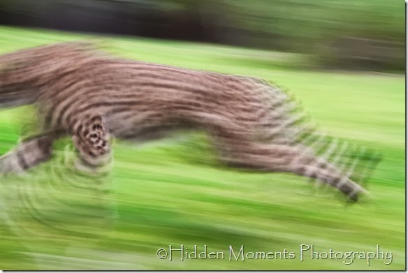 Cheetah Blur