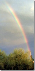 Saguaro rainbow 1 7-15-2012 7-35-04 PM 1502x3063