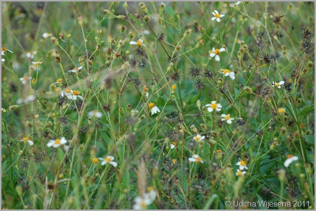 DSC_0102 DSC_0102
