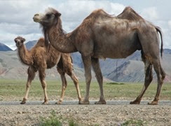 cézallier chameau
