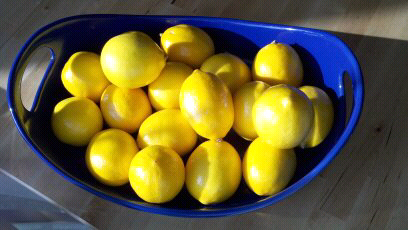 Meyer Lemons Still Life