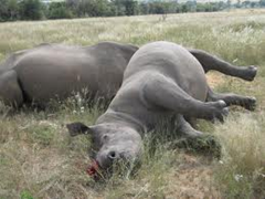 Dead rhinos