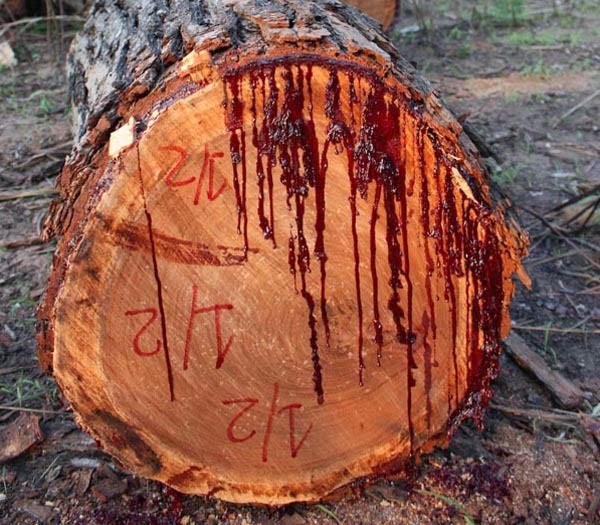 bloodwood-tree-3