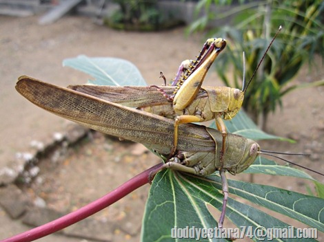 Belalang kayu (Valanga nigricornis) kawin 03