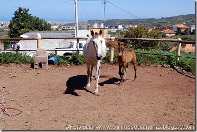 5578 Circular a Firgas-R3 5578 Circular a Firgas-R3