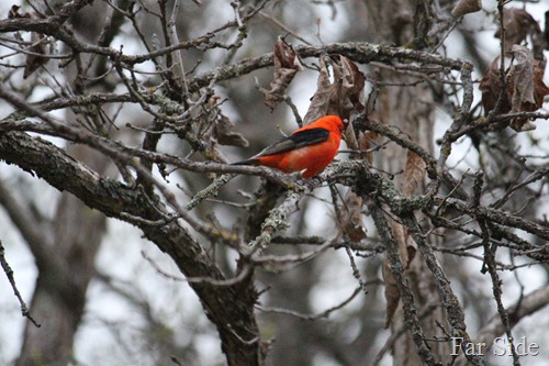 Scarlet Tanager in the trees