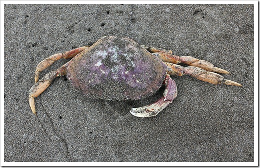 110712_crab_on_beach