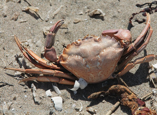 [36-dead-crab%255B2%255D.jpg]