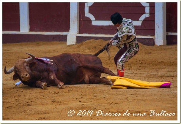 Toros 2014 (2)-33