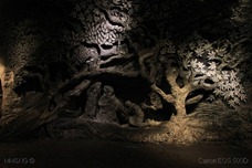 IMG_5921-001 IMG_5921-001