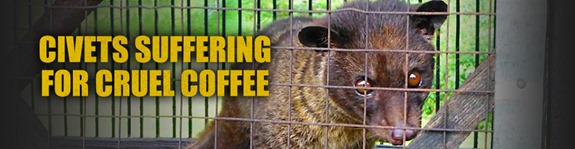 Civets Suffering for Cruel Coffee