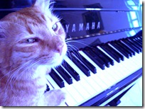 gato pianista blogdeimagenes (4)