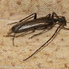 Underground Longhorn Beetle