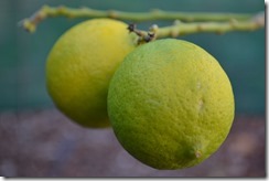 Lime fruit