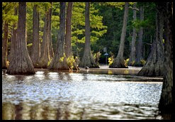 08d - Paddling amongst the Cypress Trees - time to turn around