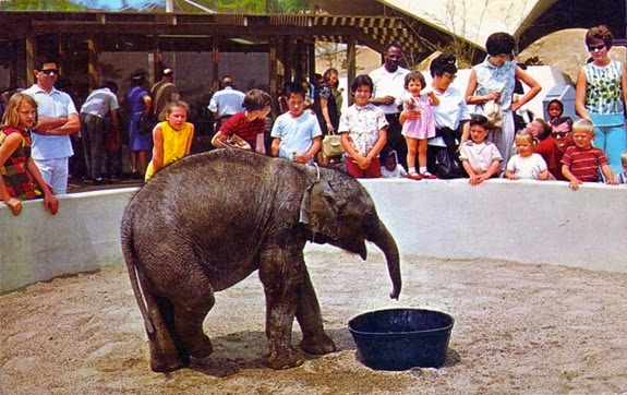 baby_elephant_los_angeles_zoo_CA