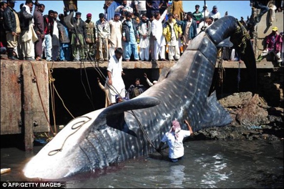 Giant 40-foot Whaleshark Caught 02