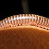 Reddish milipede