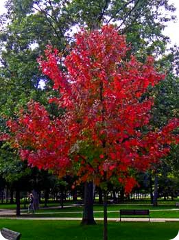30-fall-tree