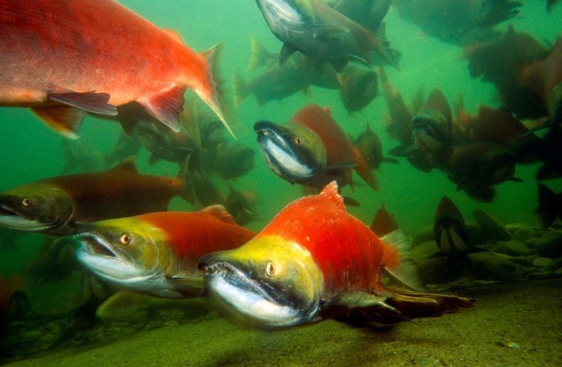 Sockeye salmons (Oncorhynchus nerka), adults migrating up the Adams River to spawn. B.C. 

Canada