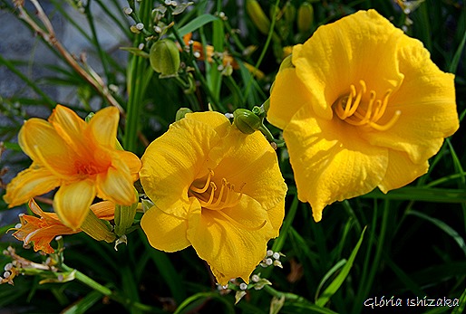 Glória Ishizaka - Flor amarela 29