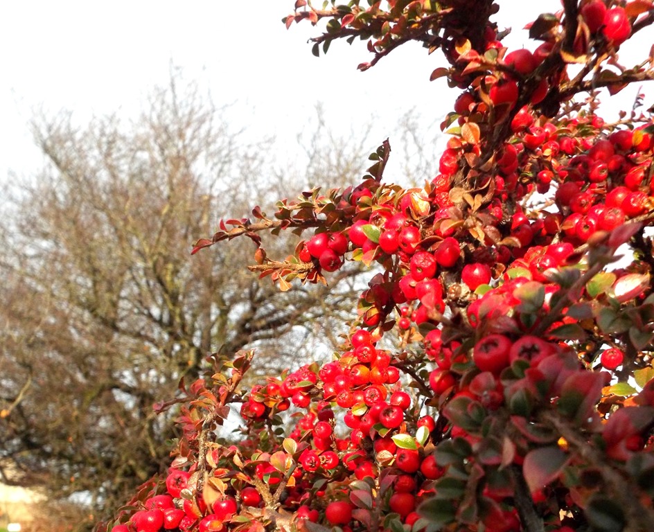[red-berries-and-a-wintery-tree3.jpg]