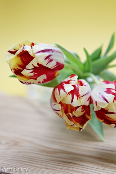 IMG_8604-Bicolor-tulips