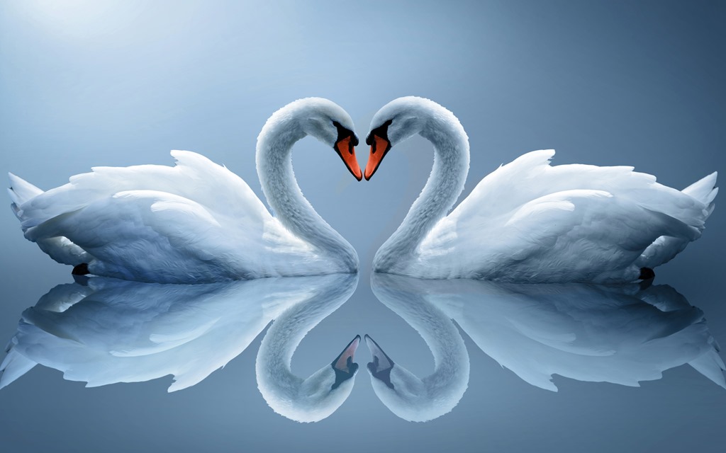 [Swan-Love-Heart%255B2%255D.jpg]