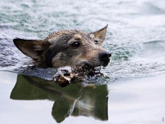 [dogs_037%255B2%255D.jpg]