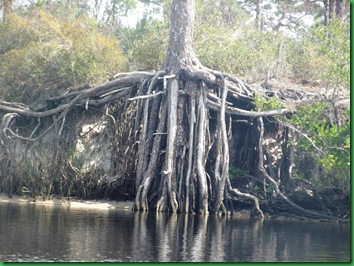 great roots