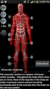 Anatomy Bones and Muscles - screenshot thumbnail