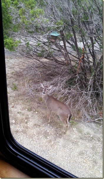 Deer at Medina Lake TT (3)