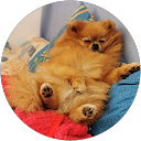 Image Google de Martine Butelli