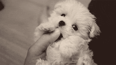 perro%252520peque%2525C3%2525B1o_thumb%25255B1%25255D