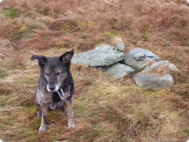 bruno unimpressed by cockup cairn