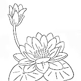 water_lily1.jpg