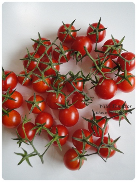 tomato (31)