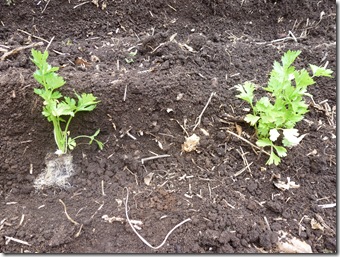 Once the bell-shaped root volume is laid in the planting trench (left) one need only push soil around it and pat it down (right)